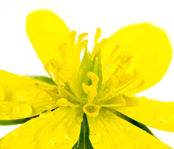 Flor húmeda amarilla aislada de acónito de invierno — Foto de Stock