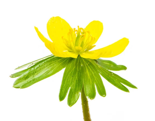 Isoleret gul blomst af vinter aconit - Stock-foto