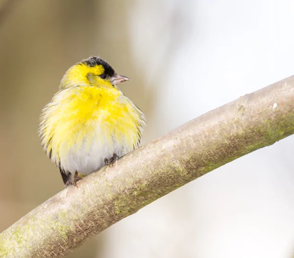 Masculino eurasian siskin no um árvore ramo — Fotografia de Stock