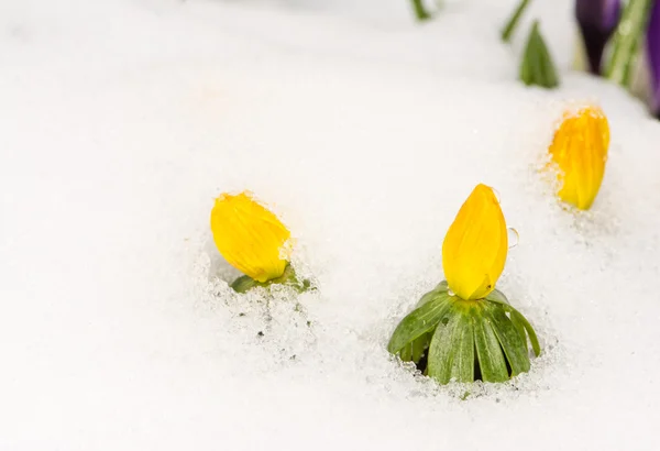 Bloemen van de Gele monnikskap van de winter in de sneeuw — Stockfoto