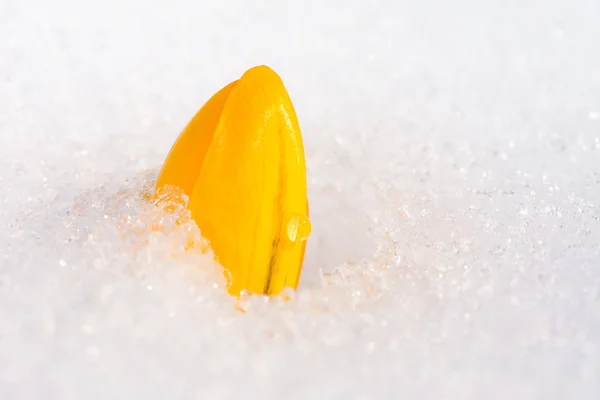 Yellow crocus flower in the snow — Stock Photo, Image