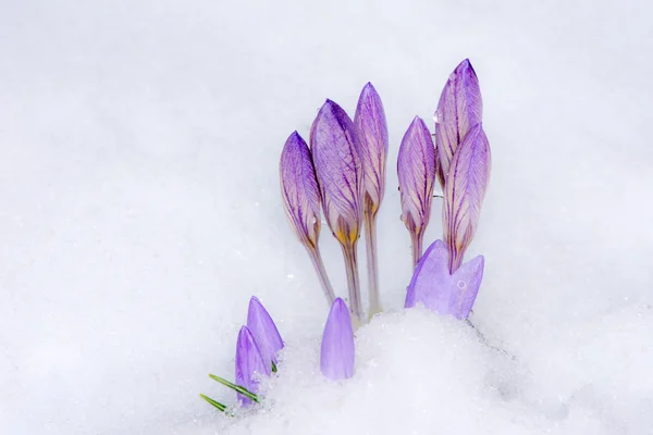 Fiori di croco viola nella neve — Foto Stock