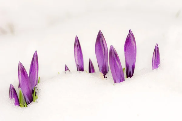 Fiori di croco viola nella neve — Foto Stock