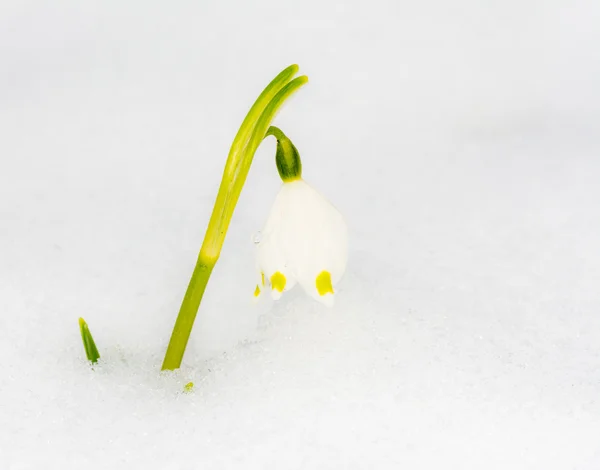 Spring snowflake flower in the snow — Stock Photo, Image