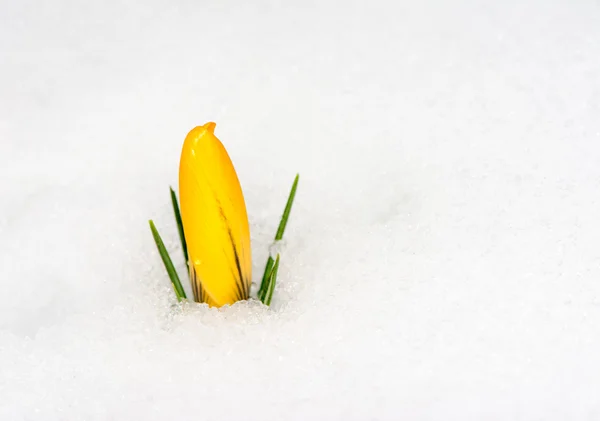 Fiore di croco giallo nella neve — Foto Stock