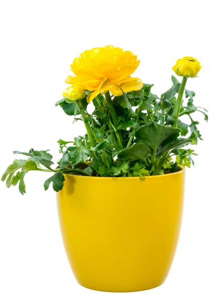 Isolated potted yellow Ranunculus flower — Stock Photo, Image