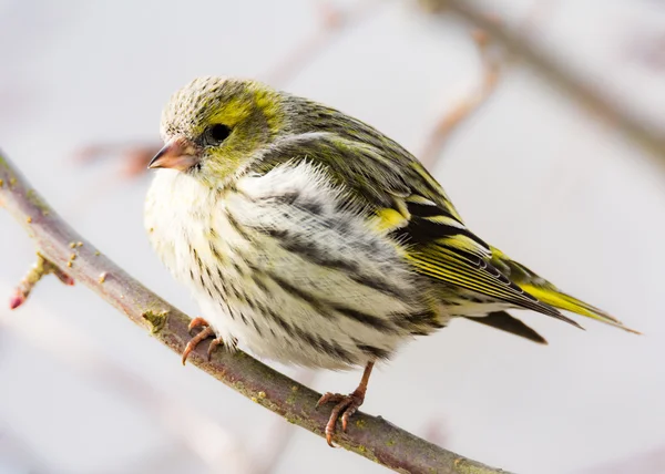 Fêmea de cabeça preta goldfinch — Fotografia de Stock