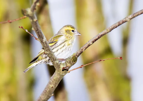 Sijs zittend op een takje — Stockfoto