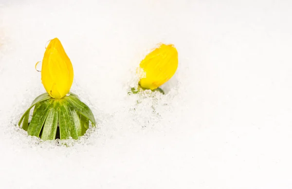 Gul vintern Stormhatt blommor i snön — Stockfoto