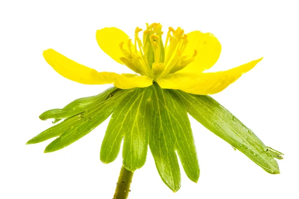 Isolated yellow blossom of winter aconite — Stock Photo, Image