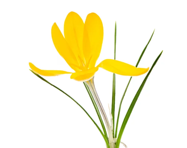 Flor de flor de croco amarelo isolado — Fotografia de Stock