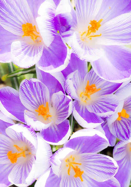 Flores de cocodrilo púrpura y blanca —  Fotos de Stock