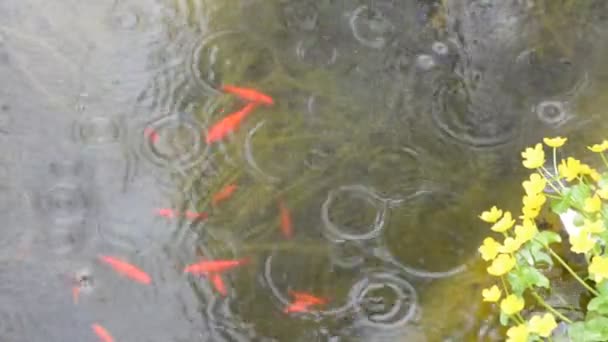 Pioggia che cade in uno stagno di pesci rossi — Video Stock