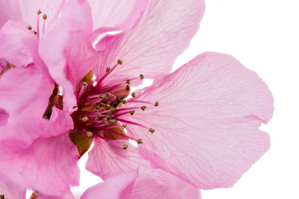 Isolated pink peach blossom — Stock Photo, Image