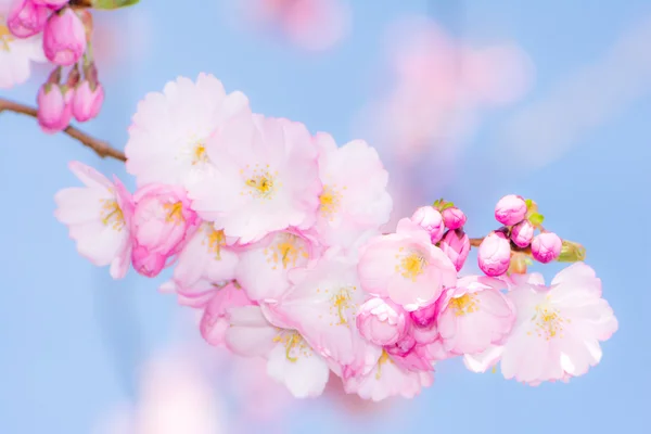 Twig met roze kersenbloesem — Stockfoto