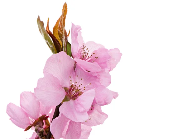 Isolated pink peach blossoms — Stock Photo, Image