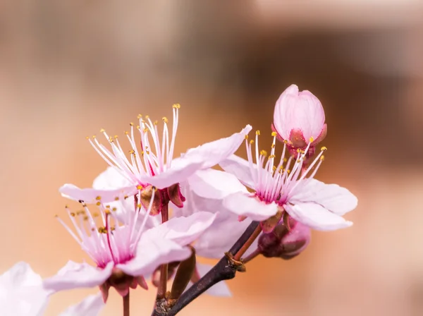 핑크 매 화 꽃 나뭇가지 — 스톡 사진