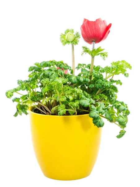 Fiore isolato di anemone rosso in vaso — Foto Stock
