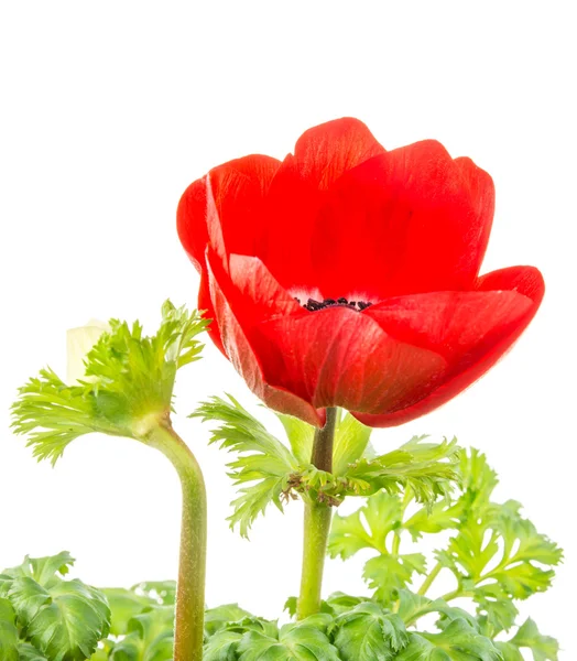 Flor de anémona roja aislada — Foto de Stock