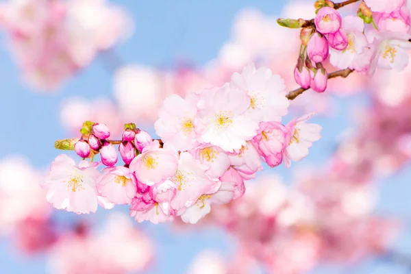 Twig with pink cherry blossoms — Stock Photo, Image