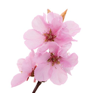 İzole pembe şeftali çiçekleri