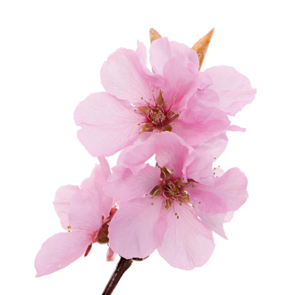 Isolated pink peach blossoms — Stock Photo, Image