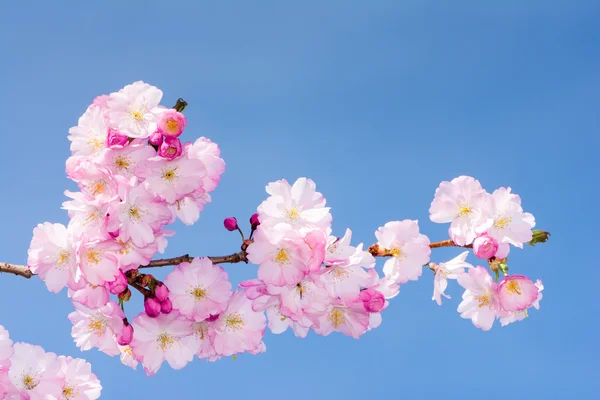 ピンクの桜を小枝します。 — ストック写真