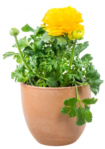 Isolated potted yellow Ranunculus flower — Stock Photo, Image