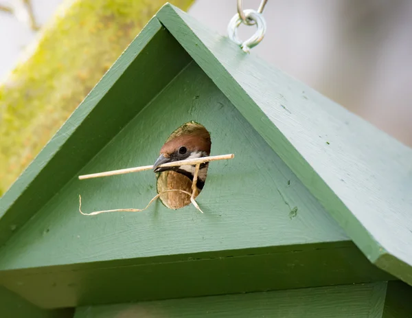 Eurasian Tree Sparrow in a Birdhouse — Stock Photo, Image