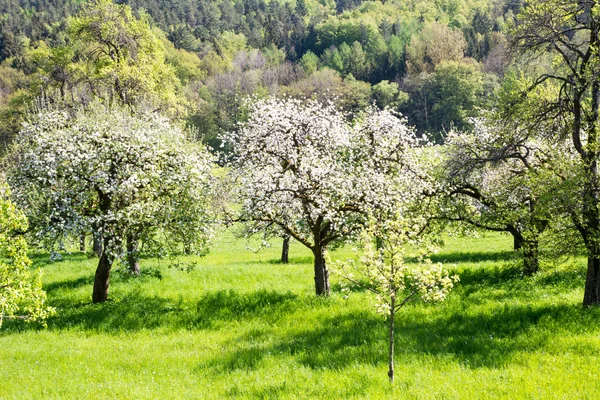 Pradera con árboles frutales florecientes — Foto de Stock