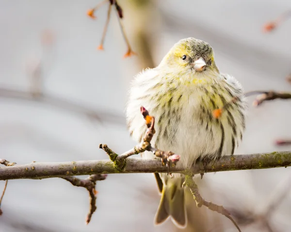 Fêmea de cabeça preta goldfinch — Fotografia de Stock