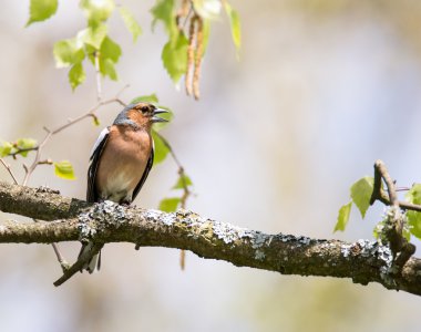 Common chaffinch bird sitting on a tree clipart