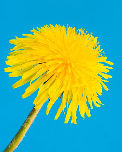 Yellow dandelion flower blossom — Stock Photo, Image