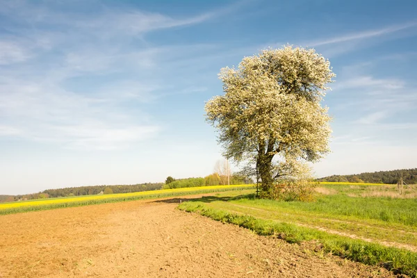 Paesaggio con un albero fiorito — Foto Stock