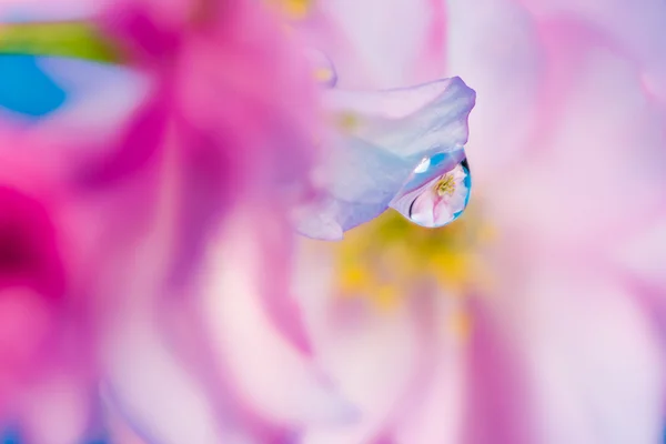 Abstrakta blommor makro bakgrund med vattendroppe reflektion — Stockfoto