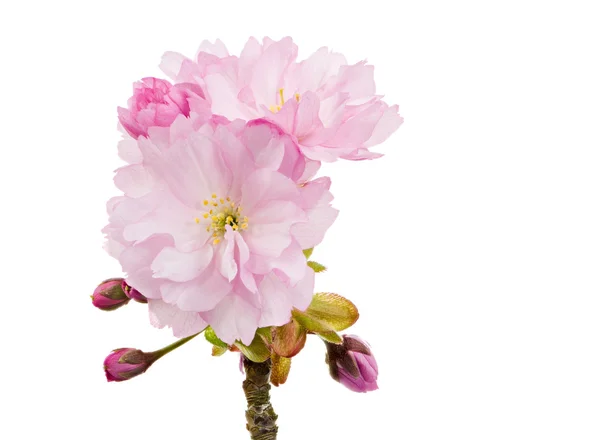 Isolated twig with pink cherry blossoms — Stock Photo, Image