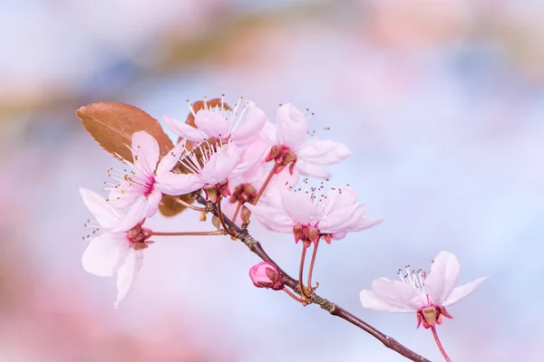 Twig met roze plum blossoms — Stockfoto