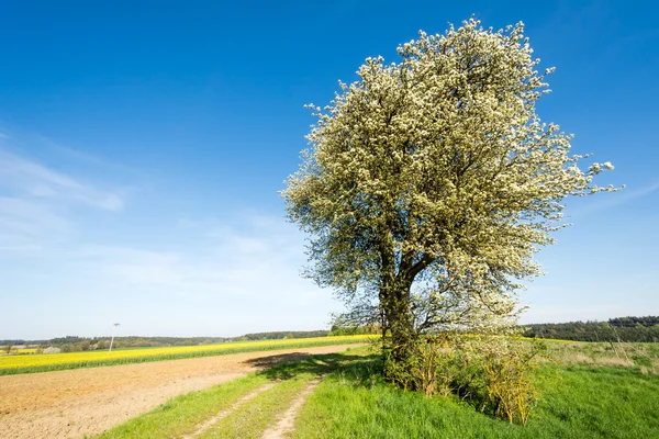 Paesaggio con un albero fiorito — Foto Stock