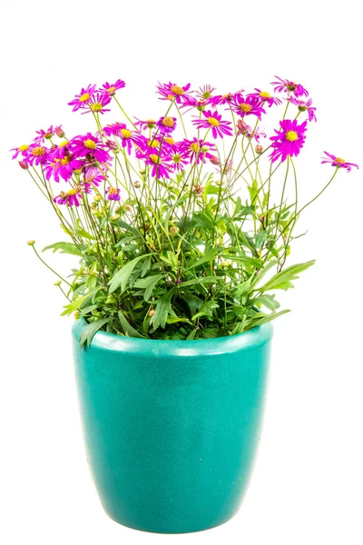 Isolerad kruka blå dasy blomma — Stockfoto