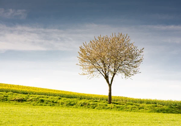 Landscape with a flowering tree — Stock Photo, Image