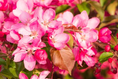 Çiçekli pembe çiçekleri ile elma ağacı