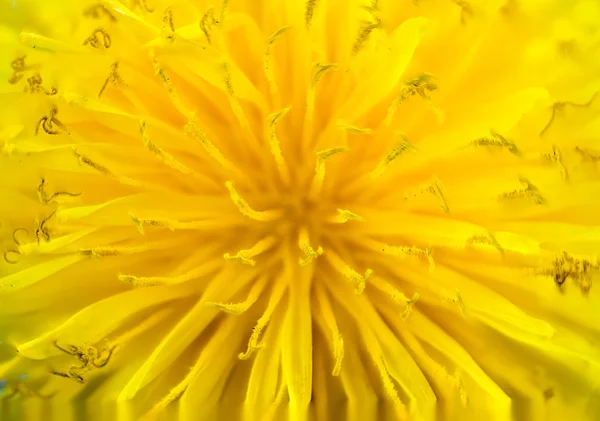 Flor de flor de dente-de-leão amarelo — Fotografia de Stock