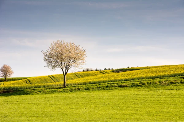 Krajobraz z kwitnących drzew — Zdjęcie stockowe