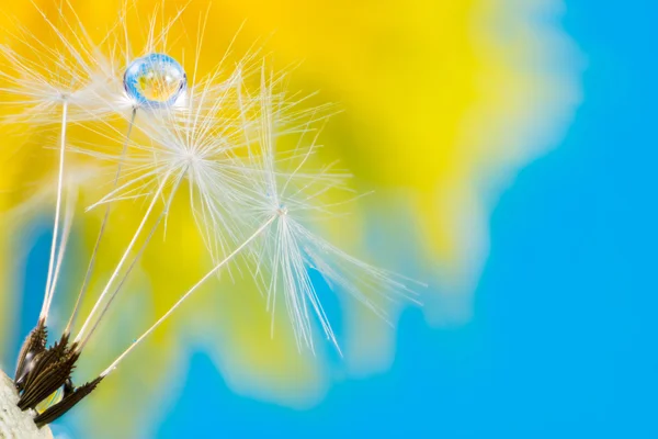 Gota de rocío en semillas de diente de león con relfección de flores — Foto de Stock