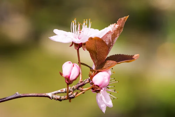 Pembe Erik çiçekleri ile dal — Stok fotoğraf