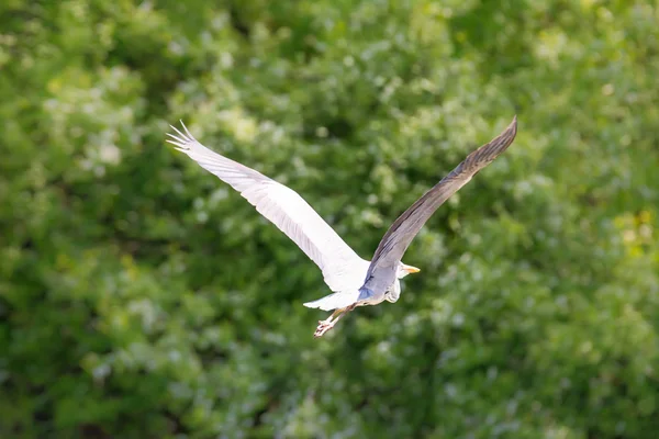 Vliegende vogel van de reiger — Stockfoto