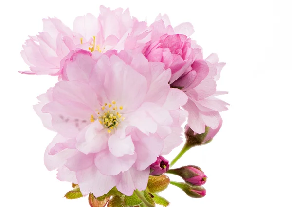 Galho isolado com flores de cereja rosa — Fotografia de Stock