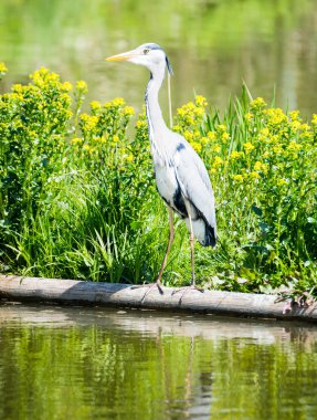 Gri balıkçıl kuş ayakta su