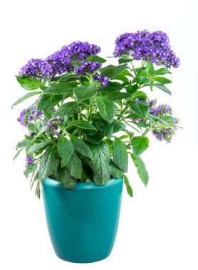 İzole saksı purpled Bahçe kediotu çiçeği
