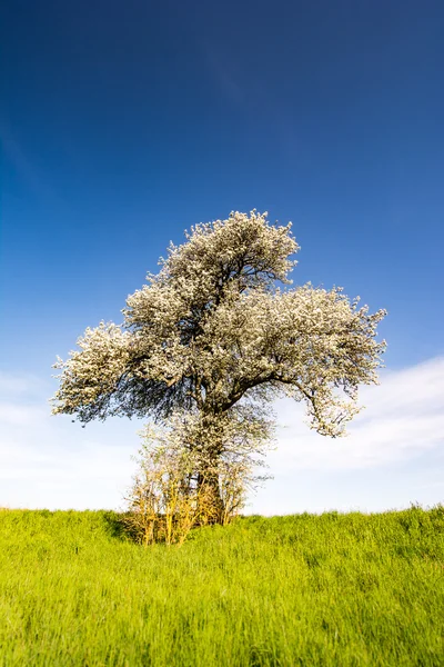 Paisagem com uma árvore de floração — Fotografia de Stock